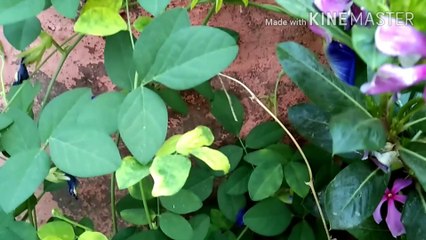 Aparajita,विष्णुकांता, शंखपुष्पी,Blue Clitoria, Butterfly pea plant...