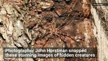 Incredible Nature Shots Show Creepy Crawlies Hiding in Plain Sight