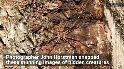 Incredible Nature Shots Show Creepy Crawlies Hiding in Plain Sight