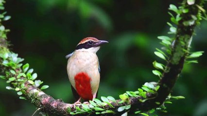10 Most Beautiful Small Birds in the World - Part 1