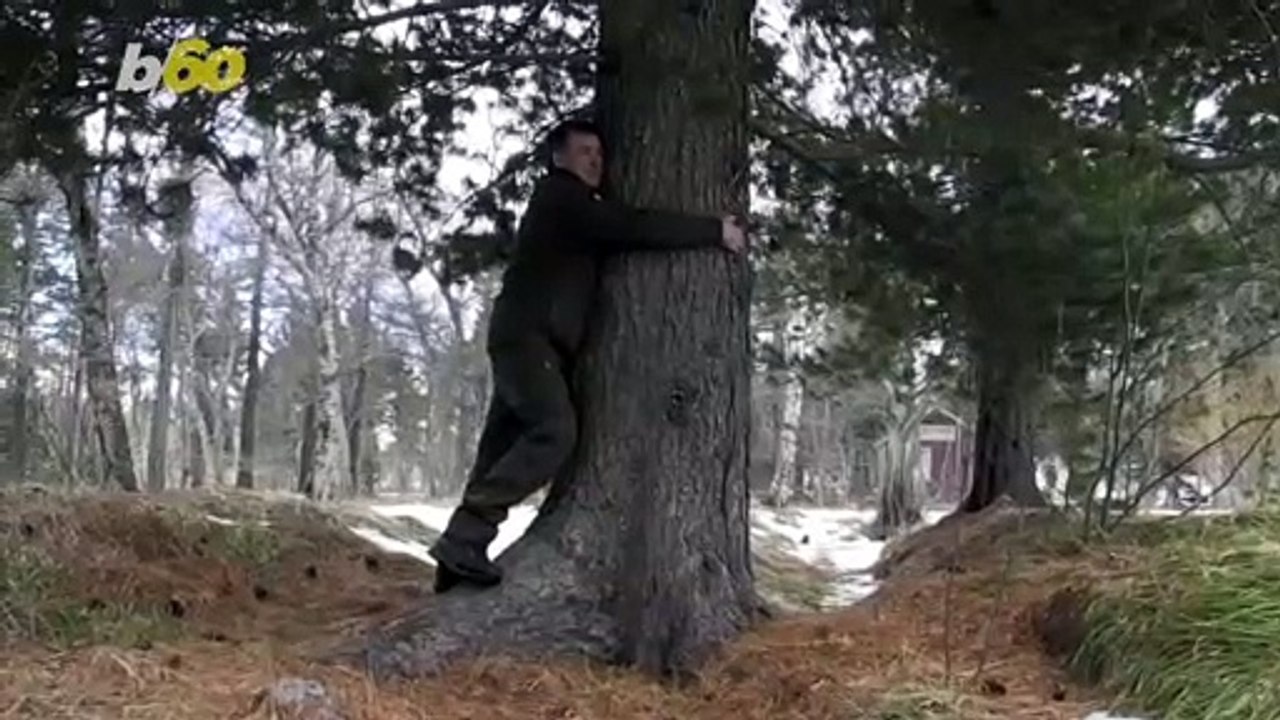 Tree Hugger! Icelandic Forest Service Recommends Hugging a Tree to Fight Quarantine Loneliness!