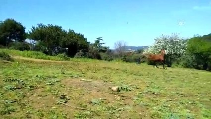 Adalar'da korumaya alınan atların bakımı sürüyor