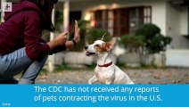 Are Pets In Danger Of Contracting COVID-19?