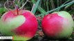 10 Apple Types Believed To Be Extinct Re-Discovered