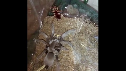 Download Video: Ce cafard est bien décidé à ne pas se faire dévorer par cette araignée