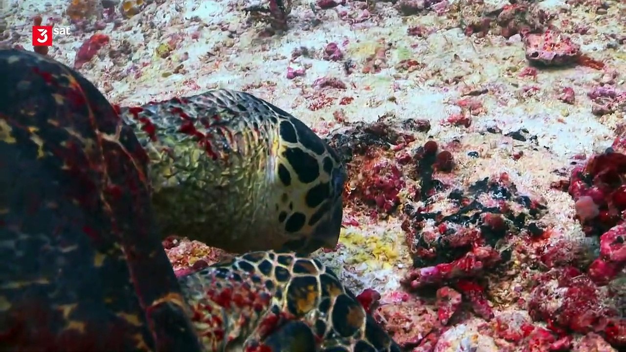 3Sat Doku - Helden der Evolution(1/3) - Schildkröten