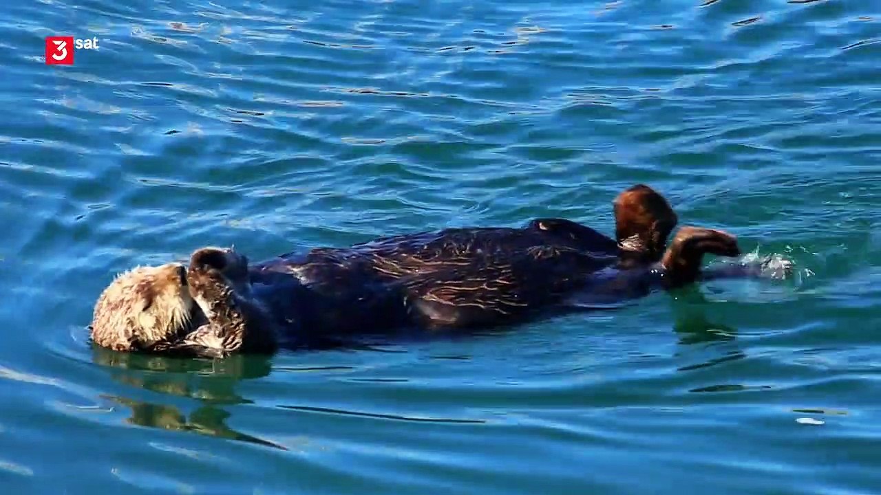 3Sat Doku - Helden der Evolution (2/3): Meeressäuger
