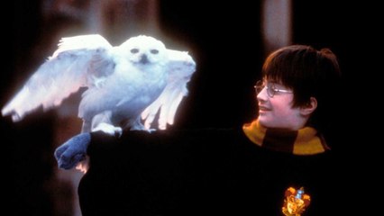 This Site Wants to Pay You $1,000 to Watch All 10 Harry Potter Movies