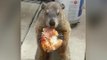 This Pizza-Eating Groundhog Is the Quarantine Icon We Need