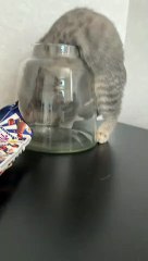 Adventurous Kitty Gets Stuck in A Vase