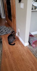 Cat Pulls on Vacuum Port to Fill Quarantine Boredom