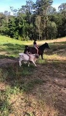 Little Girl Rides Rocky the Bull Calf