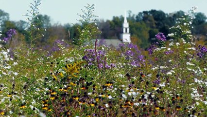 The Pollinators movie