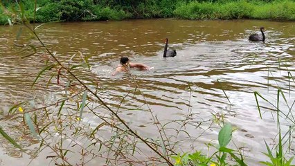Bird Protects Its Pond