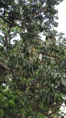 Mango tree looking so beautiful