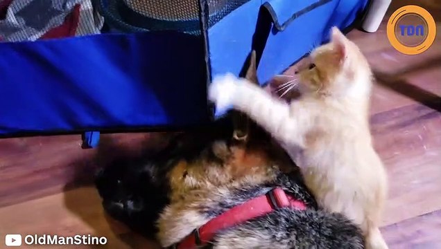 Ce chien et ce chat vont vous faire craquer !