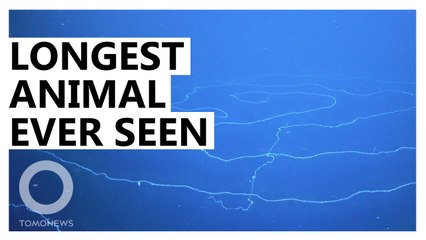 Longest Animal Ever Recorded Found in the Deep Sea