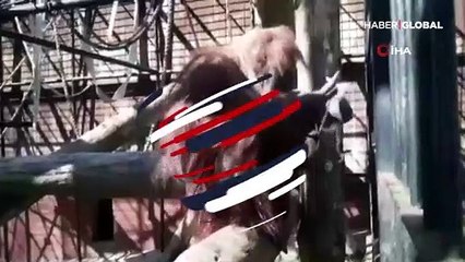 Maske takma zorunluluğuna orangutan Raja'dan destek