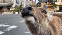 Animais recuperam lugares abandonados por seres humanos devido ao COVID-19