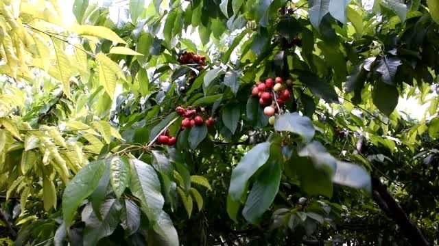 İzmir'de 75 bin ton kiraz rekoltesi bekleniyor