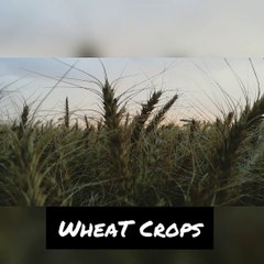wheat crop punjab