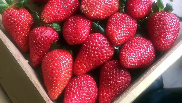 A Fun Way to Get Picky Eaters to Try New Foods