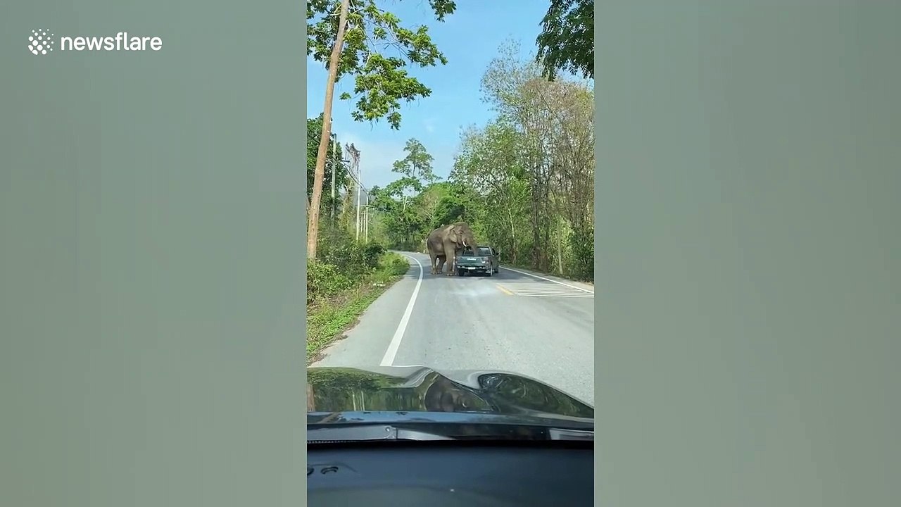 Wild elephant stops pickup truck and steals food from the back