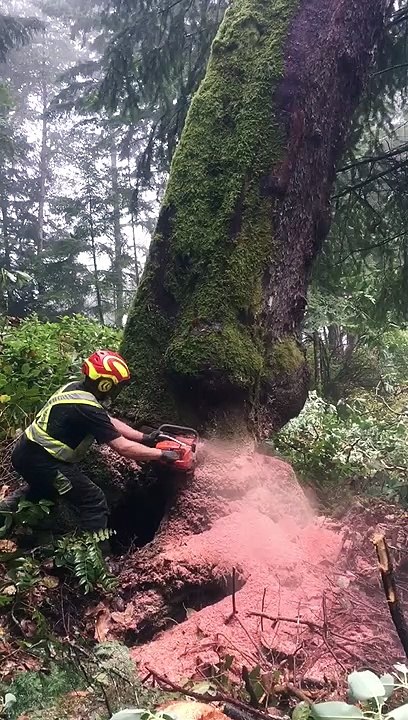Island Tree Care Salt Spring Island