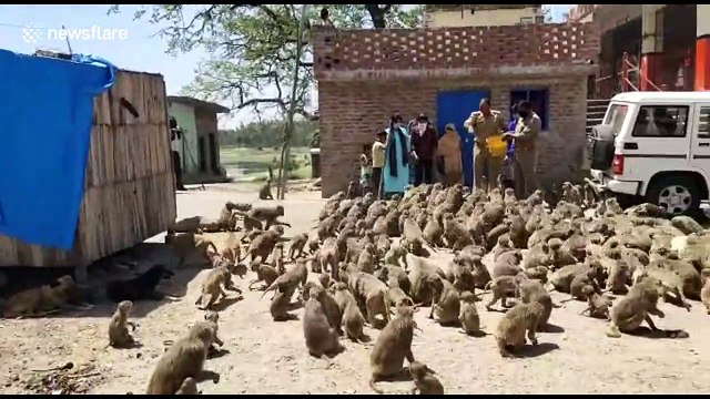 Animal-loving police officers feed monkeys and cows during India lockdown