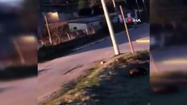 Bolu’da, Koronavirüs nedeniyle İnsanlar evde kalınca, yerleşim alanları da yaban hayvanlarına kaldı