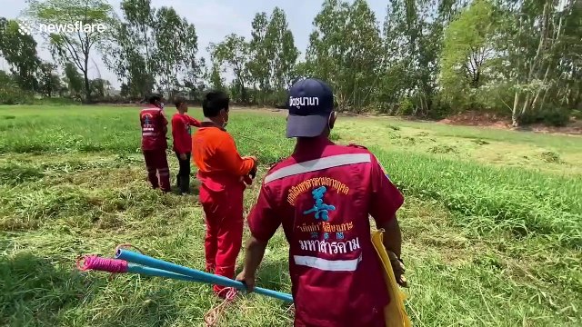 Python caught in Thailand after eating over 20 chickens