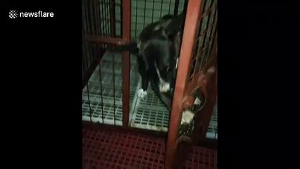 Smart dog breaks out of cage by using paw to unlock it