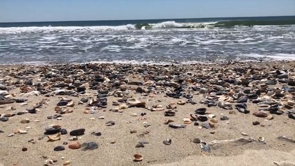 Beach packed with seashells as people stay home