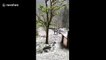 Hailstorm and strong winds damage fruit trees in northern India