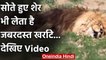Social Media पर सोते हुए Lion का Video Viral, सोते हुए लिए दहाड़ से भी तेज खर्राटे | वनइंडिया हिंदी