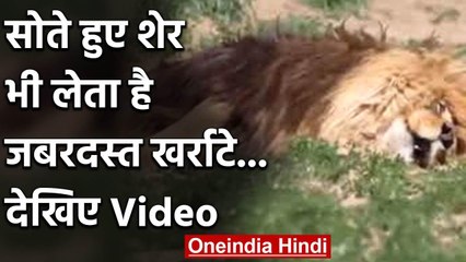 Social Media पर सोते हुए Lion का Video Viral, सोते हुए लिए दहाड़ से भी तेज खर्राटे | वनइंडिया हिंदी