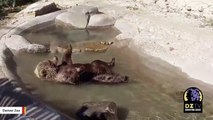 With Zoo Closed To Visitors, This Bear Is Having The Time Of Life