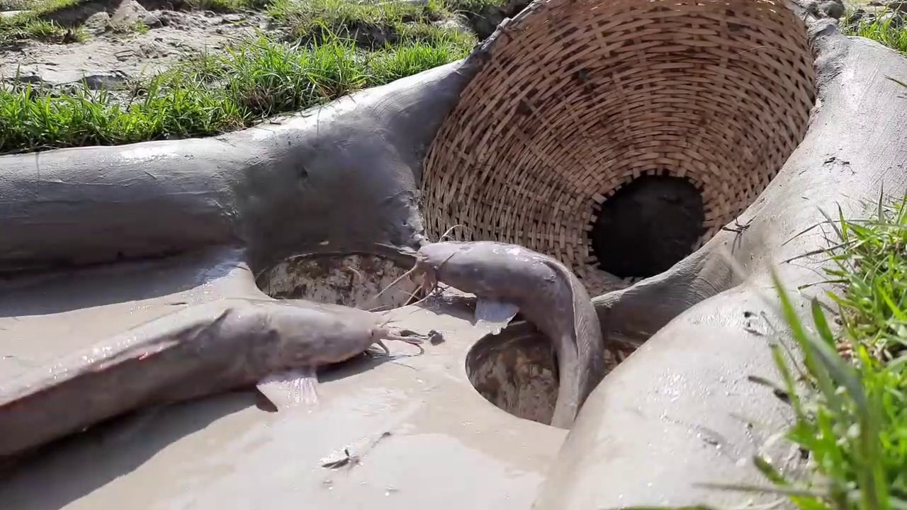 Fish Trap- Smart Boy Build Fish Trap By Muddy soil