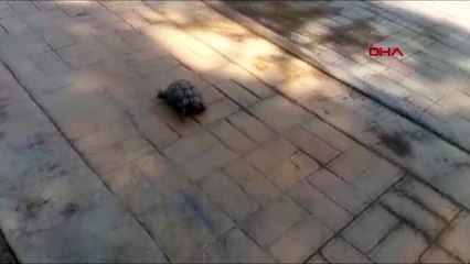 ANTALYA Kaplumbağa, işçilerin maskotu oldu