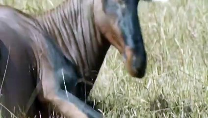 포천출장안ㅁㅏ ▒후불제▒ 010E6683E6402 {카톡EKE5} ' 20대' 포천출장안ㅁㅏ럭셔리 출장@안마 ♥≎≪