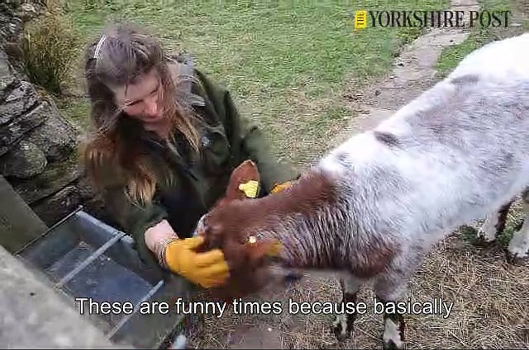 Amanda Owen Yorkshire Shepherdess in lockdown