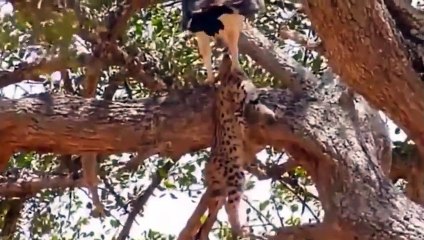 영도출장안ㅁㅏ ▒후불제▒ 070p7620p1146 {카톡UT6728} ' 20대' 영도출장안ㅁㅏ럭셔리 출장@안마 ♥◗≪