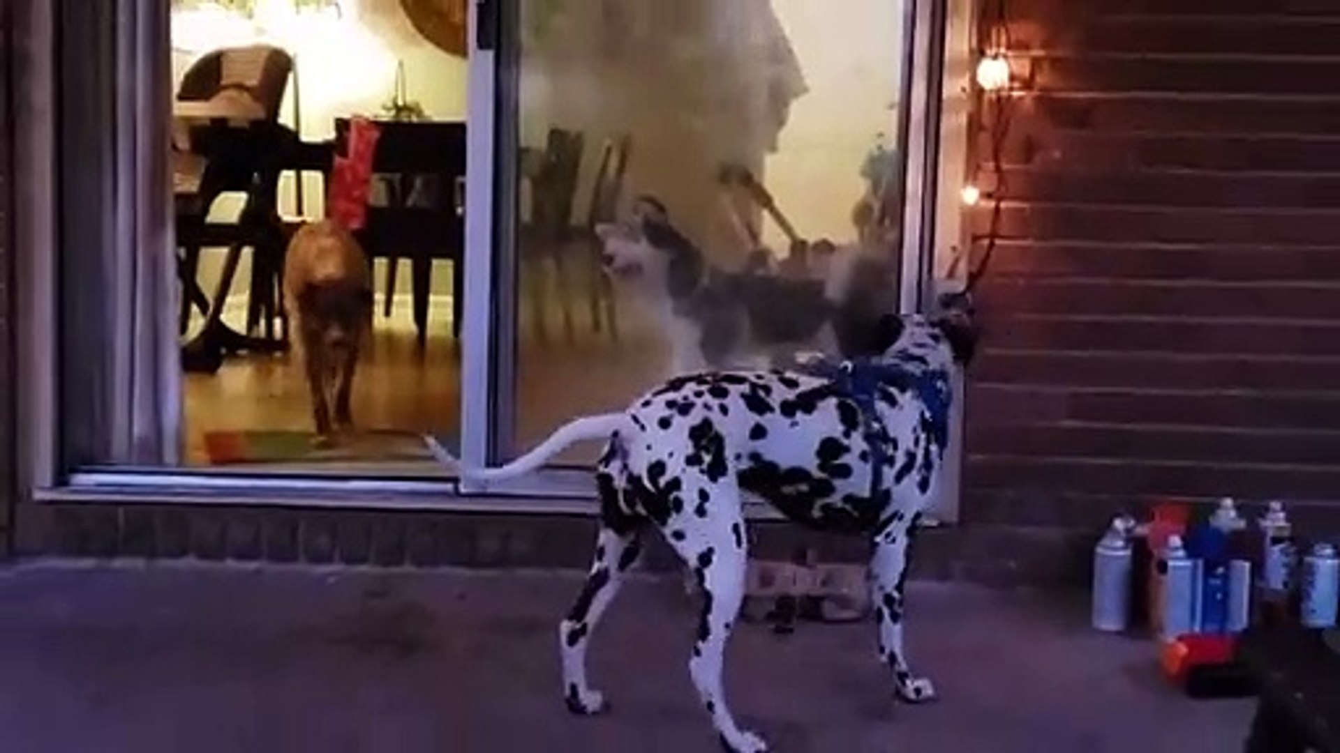 Ce chien est excit par une peluche de chien taille r elle