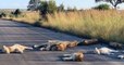 En Afrique du Sud, des lions profitent de la fermeture de leur parc pour faire la sieste sur la route