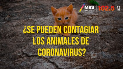¿Se pueden contagiar los animales de coronavirus?