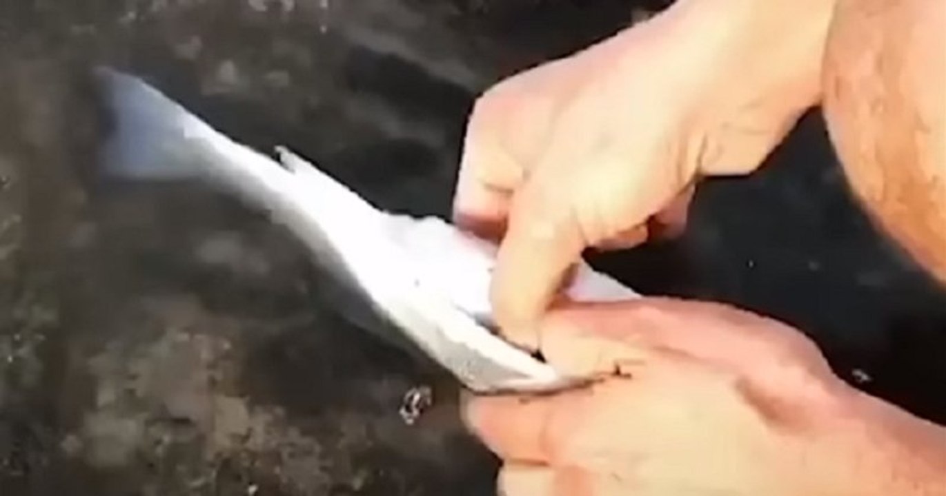 Cet homme démontre que le plastique atterrit dans le ventre des poissons