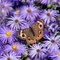 These 5 Easy-Care Flowers and Herbs Will Attract Pollinators to Your Garden