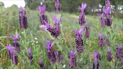 ABELHAS NAS FLORES TRABALHANDO