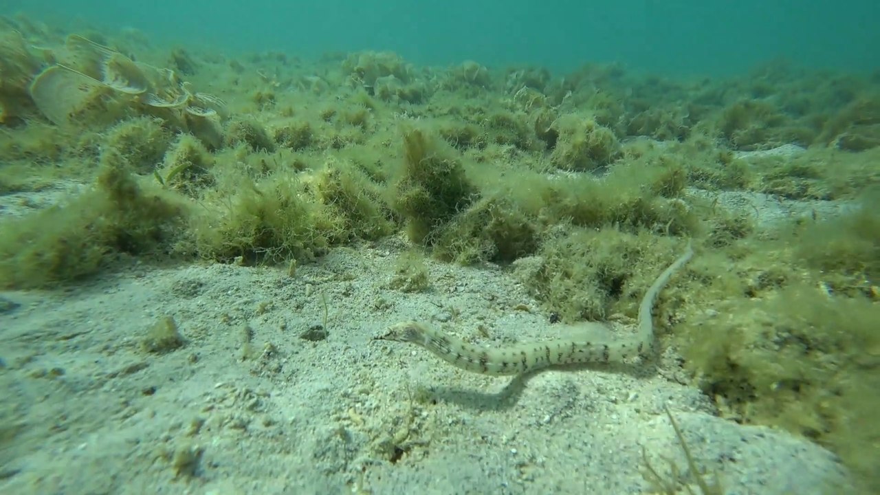 Syngnathe à réseaux, Poisson-aiguille jaune, pipefish
