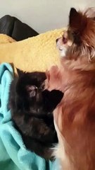 Cat Grooming Doggo Friend